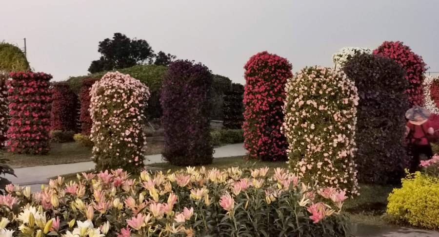 Chung-she Flower Market [ Zhongshe ], Taichung, Taiwan: Travel Guide